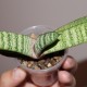Gasteria batesiana