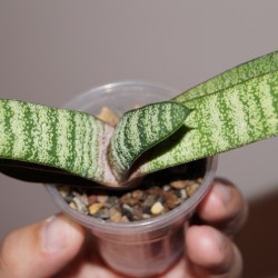 Gasteria batesiana