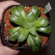 Haworthia mutica Byakuya