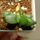 Haworthia mutica Byakuya
