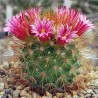 Mammillaria aureispina