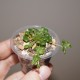 Monanthes pallens