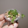 Monanthes pallens