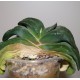 Gasteria armstrongii
