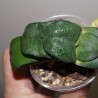 Gasteria armstrongii small