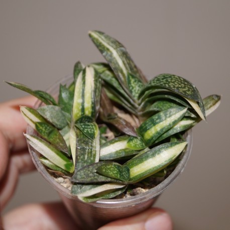 Gasteria gracilis variegata yellow