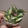 Gasteria gracilis variegata yellow - детка