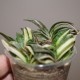 Gasteria gracilis variegata yellow