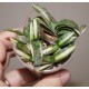 Gasteria gracilis variegata yellow