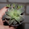 Haworthia Midori No Sono variegata - детка