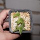 Haworthia Midori No Sono variegata - детка