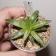 Haworthia Kikka Nishiki variegata