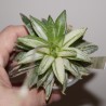Haworthia Kikka Nishiki variegata - детка