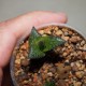 Haworthia venosa tesselata