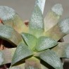 Haworthia bayeri Dysseldorp - VG
