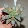 Haworthia bayeri Dysseldorp - VG