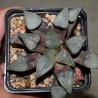Haworthia bayeri ex Japan - ACh