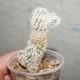 Mammillaria gracilis Arizona Snowcap