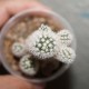 Mammillaria Snowcap