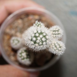 Mammillaria Snowcap