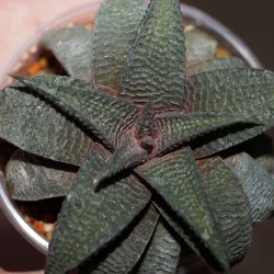 Haworthia Sutorieru
