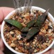 Haworthia Sutorieru