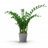 Zamioculcas Замиокулькас замиелистный