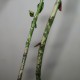 Euphorbia bemarahaensis