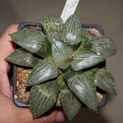 Haworthia comptoniana Crystall