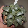 Haworthia comptoniana Suisho (Crystall) - КОЛЛЕКЦИЯ