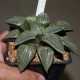Haworthia comptoniana Crystall