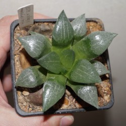Haworthia comptoniana X bayeri