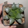 Haworthia comptoniana X bayeri