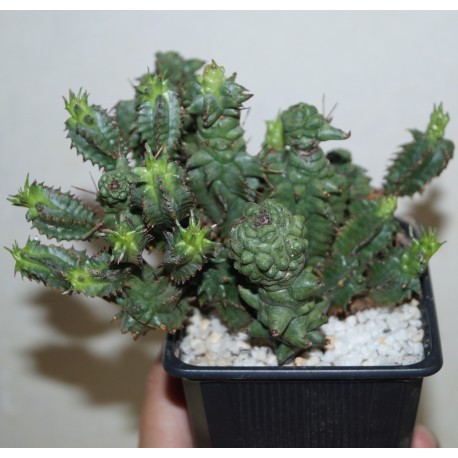 Euphorbia polygona monstrosa