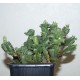 Euphorbia polygona monstrosa