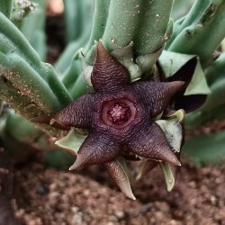 Стапелия Stapelia rufa