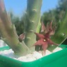 Stapelia rufa