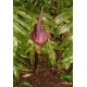 Аморфофаллус Amorphophallus konjac