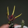 Orbea lugardii