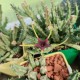 Orbea lugardii