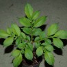 Amorphophallus konjac