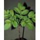Аморфофаллус Amorphophallus konjac