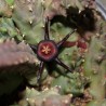 Duvalia caespitosa