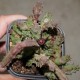 Duvalia caespitosa
