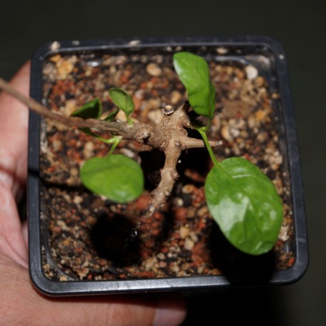 Bursera schlechtendalii