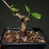 Bursera schlechtendalii