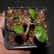 Bursera schlechtendalii