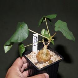 Фикус Ficus petiolaris