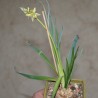 Albuca concordiana