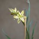 Альбука Albuca concordiana
